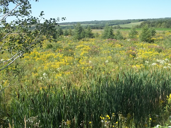 Vue depuis la route 293 au sud de St-Cyprien