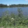 Lac des Cent Pins