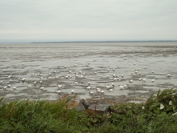 Migration de la Grande Oie des neiges