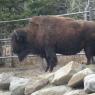 Bison