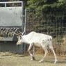Caribou