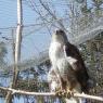 Grand duc
