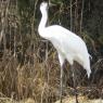Grue blanche