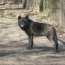 loup