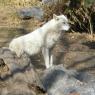 loup