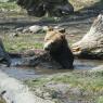 grizzly