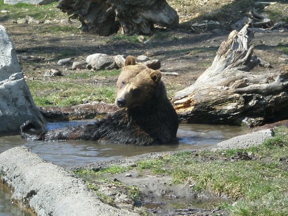 grizzly