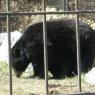 Ours noir