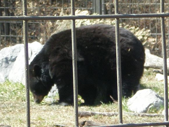 Ours noir