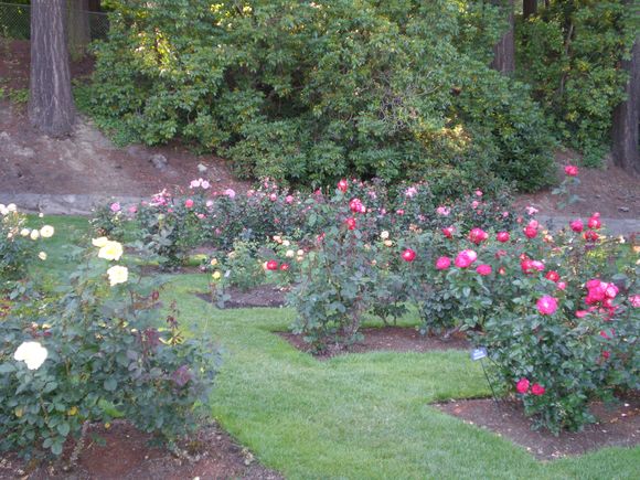 Rose Garden