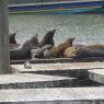 Sea Lions